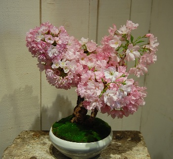 桜盆栽の育て方を知って自宅で桜を楽しみましょう