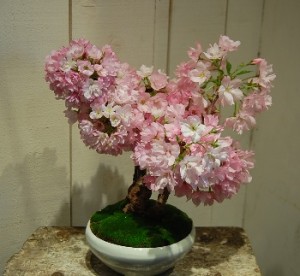 旭山桜0425
