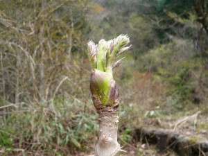 タラの芽