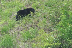 kuma090516