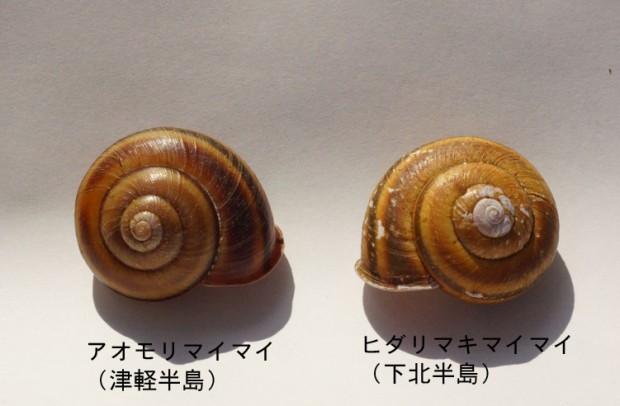 かたつむり 飼育 方法